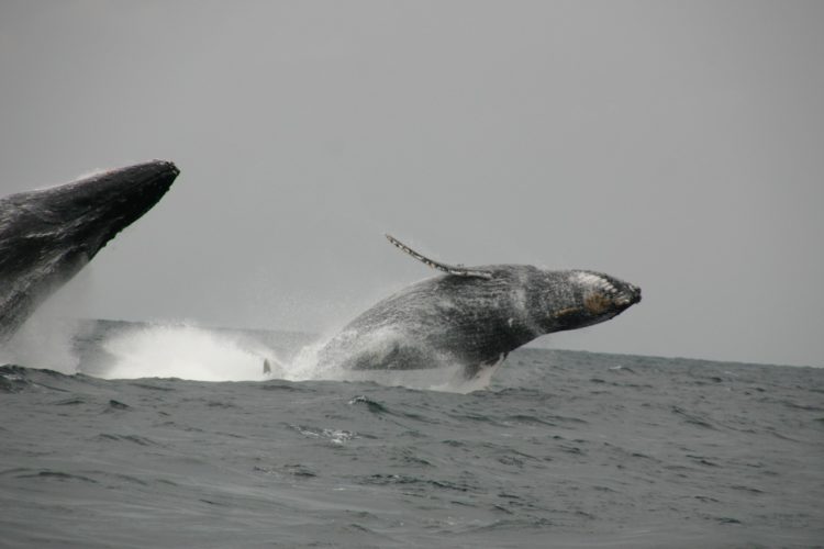 Baleines à bosse au large de l'île Mandji - Gabon