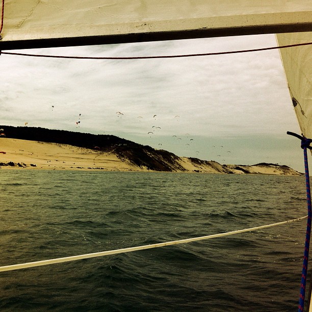 ces petits oiseaux qui volent dans l'air sont les prédateurs naturels des fourmis de la dune du #Pyla. #ornithology #bird #wildlife #predation #tourism #sepanso #kitesurf  #kite  #fly