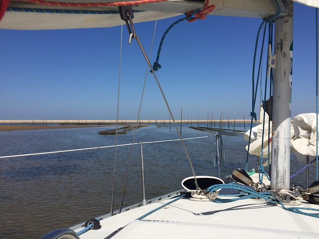 Iboga échoué dans les parcs à Arguin 24 mars 2019