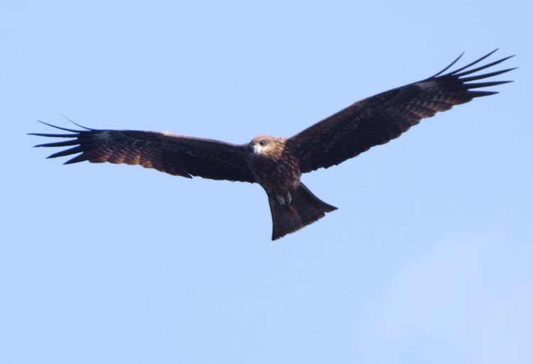 Milan noir (Milvus migrans ou black-kite)