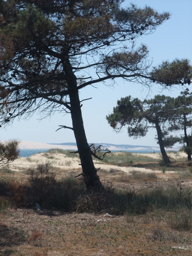 la dune derrière un pin du Mimbeau