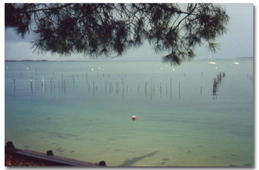 Le Bassin vu de la terasse de l'Esteyrot